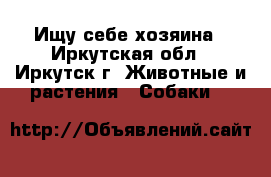 Ищу себе хозяина - Иркутская обл., Иркутск г. Животные и растения » Собаки   